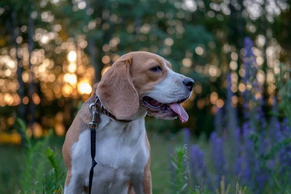 Retrato de um Beagle ao pôr-do-sol — Fotografia de Stock