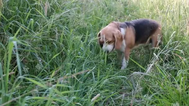 Beagle eats green grass — Stock Video
