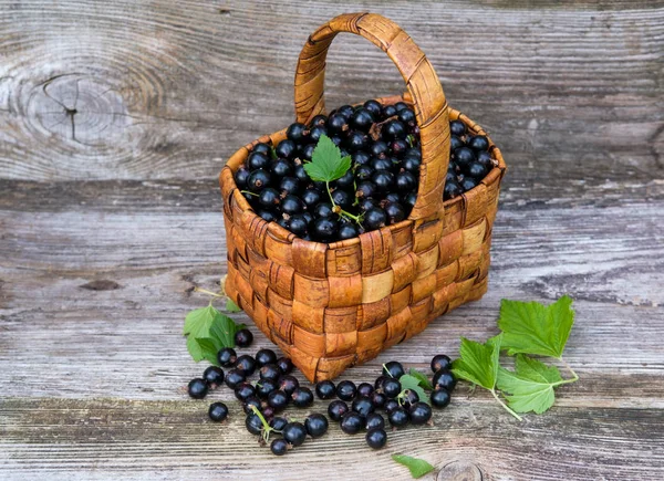 Корзина с ягодами из черной смородины — стоковое фото
