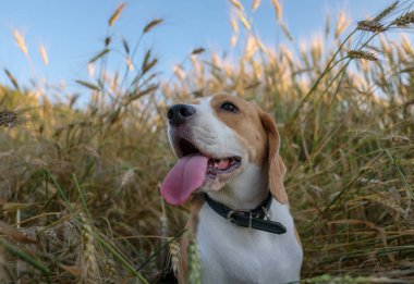 Yaz buğday alanında Beagle