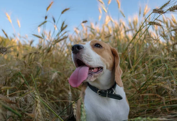 Beagle em um campo de trigo no verão — Fotografia de Stock