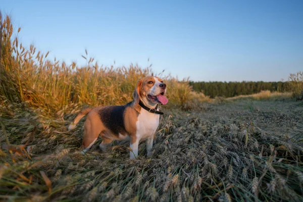 Beagle dans un champ de blé en été — Photo