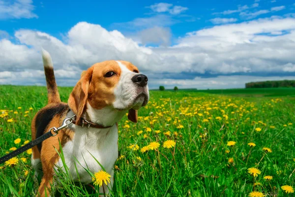 Beagle op een groen veld met paardebloemen — Stockfoto