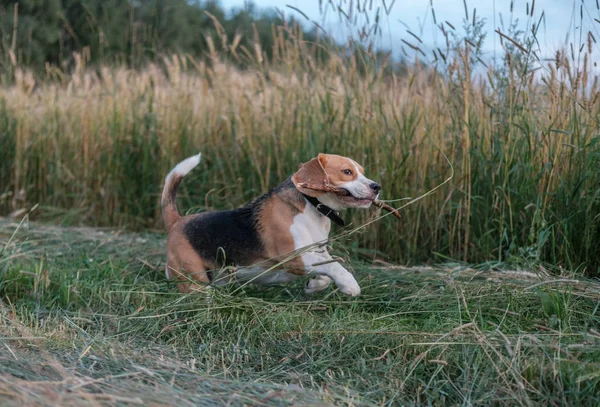 Beagle spelen met een stok in de weide — Stockfoto