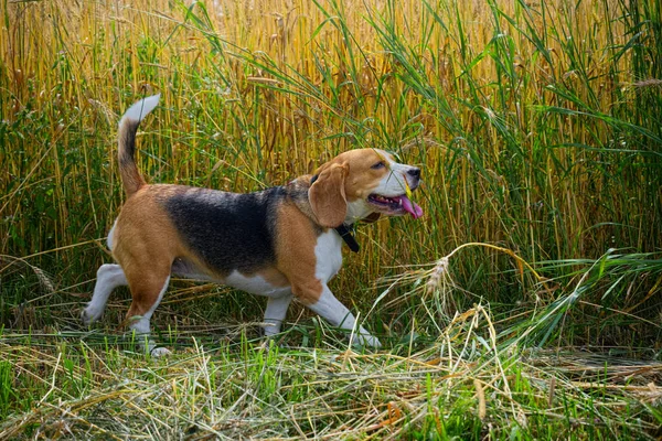 Beagle sur un champ de blé doré — Photo