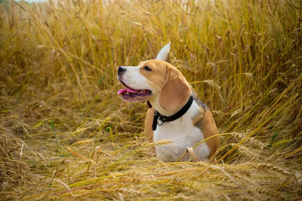 Beagle sur un champ de blé doré — Photo