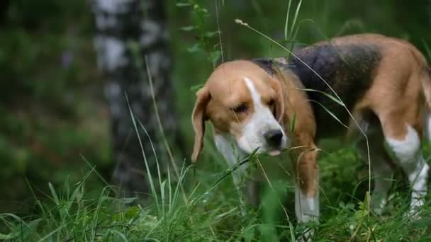 Beagle zjada zielona trawa w lesie — Wideo stockowe