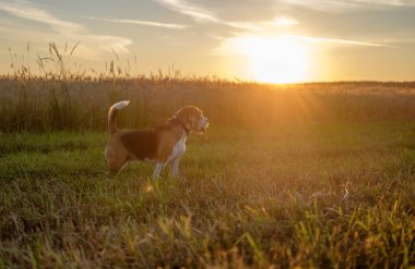 Beagle köpek yürüyüşe gün batımında