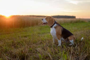 Beagle köpek yürüyüşe gün batımında