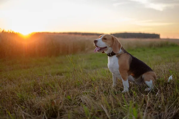 Pies rasy Beagle, o zachodzie słońca na spacerze — Zdjęcie stockowe