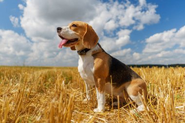 Anız buğday alanında Beagle köpek