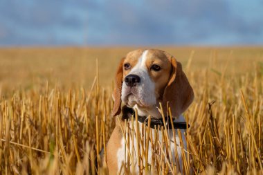 Beagle köpek sabahın erken saatlerinde bir yolda