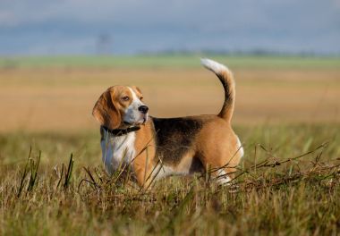Beagle köpek sabahın erken saatlerinde bir yolda