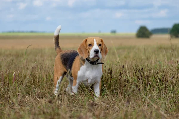 Portrait d'un Beagle en promenade — Photo