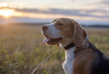 Köpek Beagle bir rulo in saman gün batımında