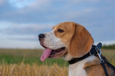 Köpek Beagle bir rulo in saman gün batımında