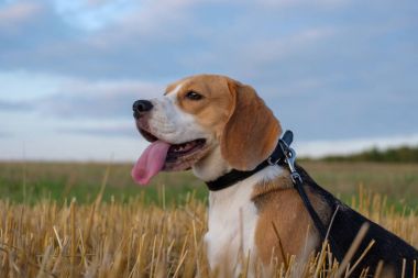 Köpek Beagle bir rulo in saman gün batımında