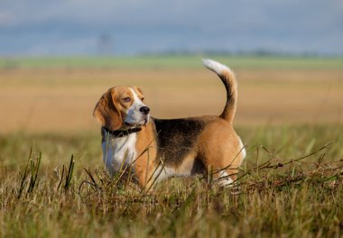 Beagle köpek sabahın erken saatlerinde bir yolda