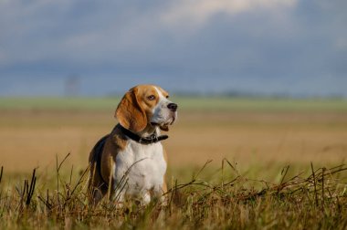 Beagle köpek sabahın erken saatlerinde bir yolda