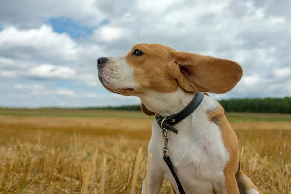 Beagle hond op het tarweveld stoppels — Stockfoto