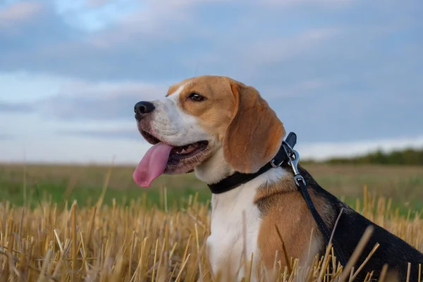 Chien Beagle sur un rouleau de foin au coucher du soleil — Photo