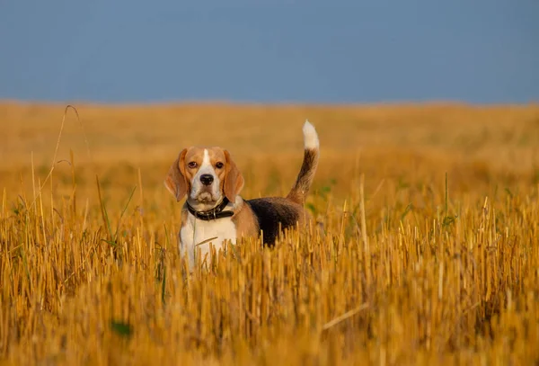 Beagle hond op het tarweveld stoppels — Stockfoto