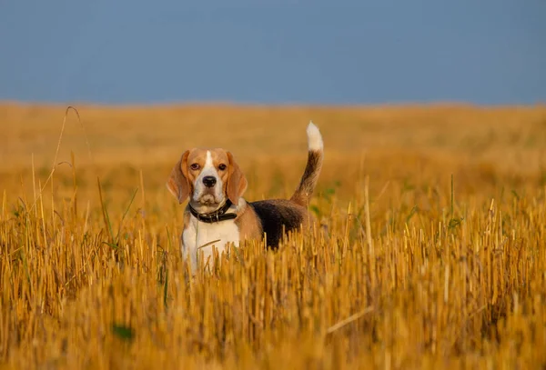Anız buğday alanında Beagle köpek