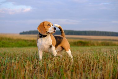 Beagle köpek sabahın erken saatlerinde bir yolda