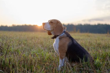 Beagle köpek sabahın erken saatlerinde bir yolda