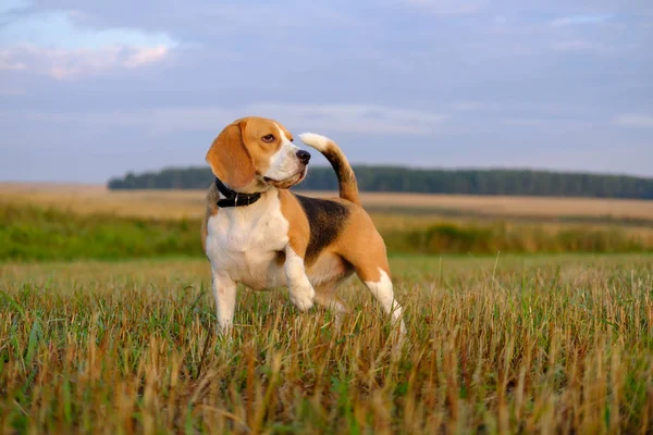 Cão beagle em um passeio no início da manhã — Fotografia de Stock