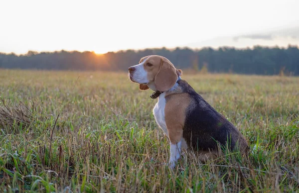 Beagle köpek sabahın erken saatlerinde bir yolda