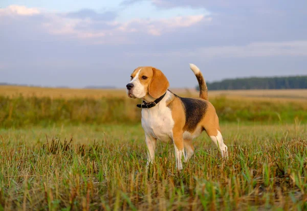 Beagle köpek sabahın erken saatlerinde bir yolda