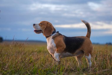Beagle köpek yürüyüş batımında sonbaharda