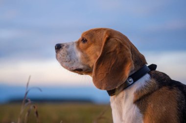 Beagle köpek yürüyüş batımında sonbaharda