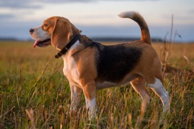Beagle köpek yürüyüş batımında sonbaharda