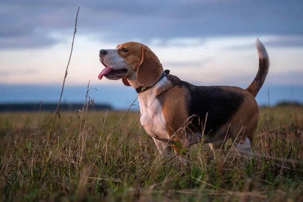 Beagle köpek yürüyüş batımında sonbaharda