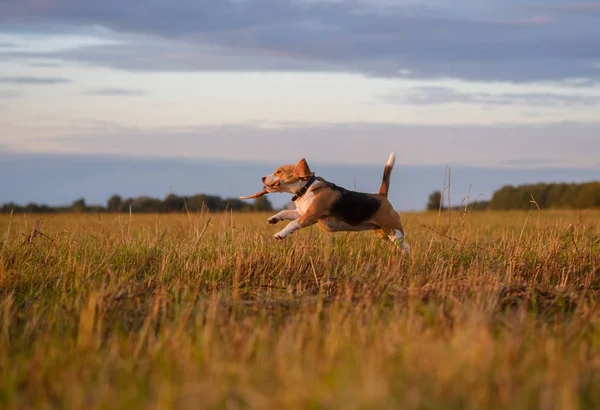 Cão beagle correndo e brincando com um pau ao pôr do sol — Fotografia de Stock