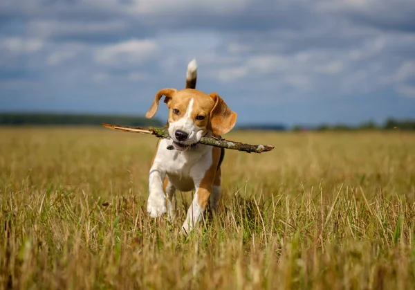 Бігль собака біжить і грає з палицею — стокове фото