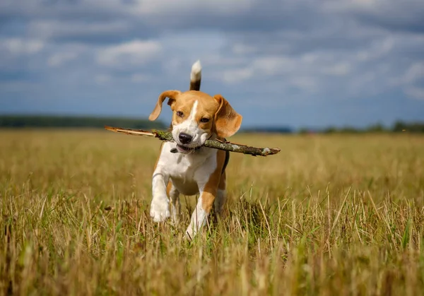 Etrafta dolanan ve bir sopa ile oynarken beagle köpek