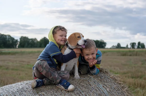 iki erkek ve bir balya saman üzerinde bir Beagle