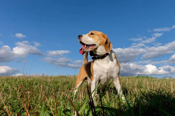 Retrato de cão Beagle contra nuvens brancas — Fotografia de Stock