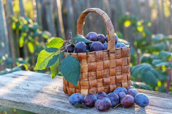 Rieten mand van vers geplukte pruimen — Stockfoto