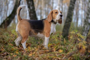Beagle köpek parlak sarı yapraklar ile sonbahar ormandaki