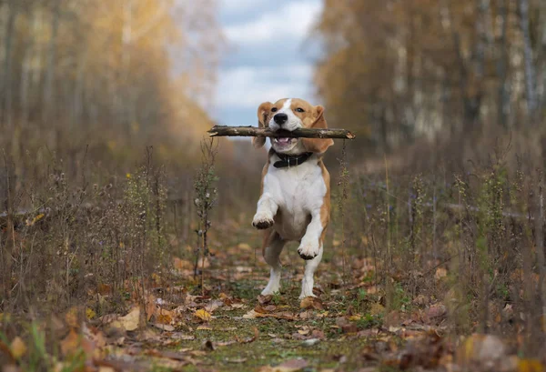 Sonbahar ormandaki bir sopayla oynayan beagle köpek — Stok fotoğraf