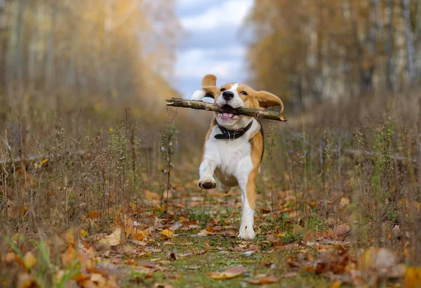 Beagle-Hund spielt mit Stock im Herbstwald — Stockfoto