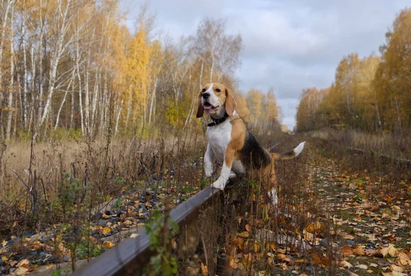 Cão beagle em um fundo de floresta de outono — Fotografia de Stock