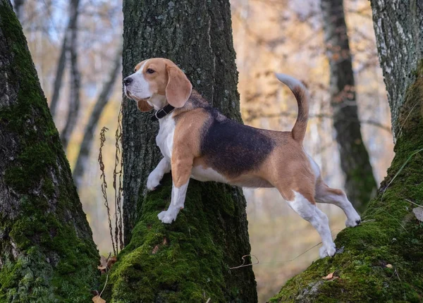 ビーグル犬森で木に登った — ストック写真