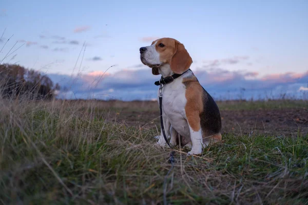 Beagle dog in the bright rays of the autumn sunset — Stock Photo, Image