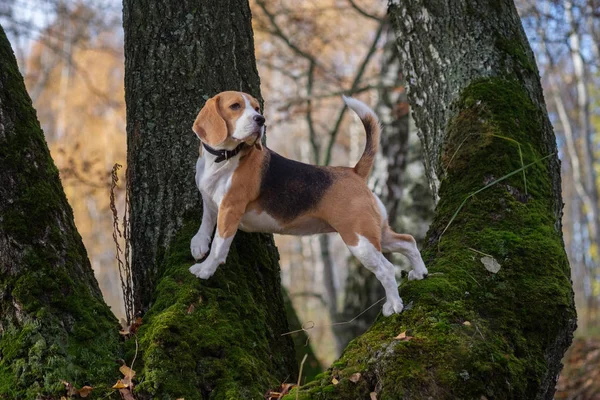 Pies rasy Beagle wspiął się na drzewo w lesie — Zdjęcie stockowe