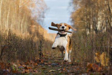 Sonbahar ormandaki bir sopayla oynayan beagle köpek